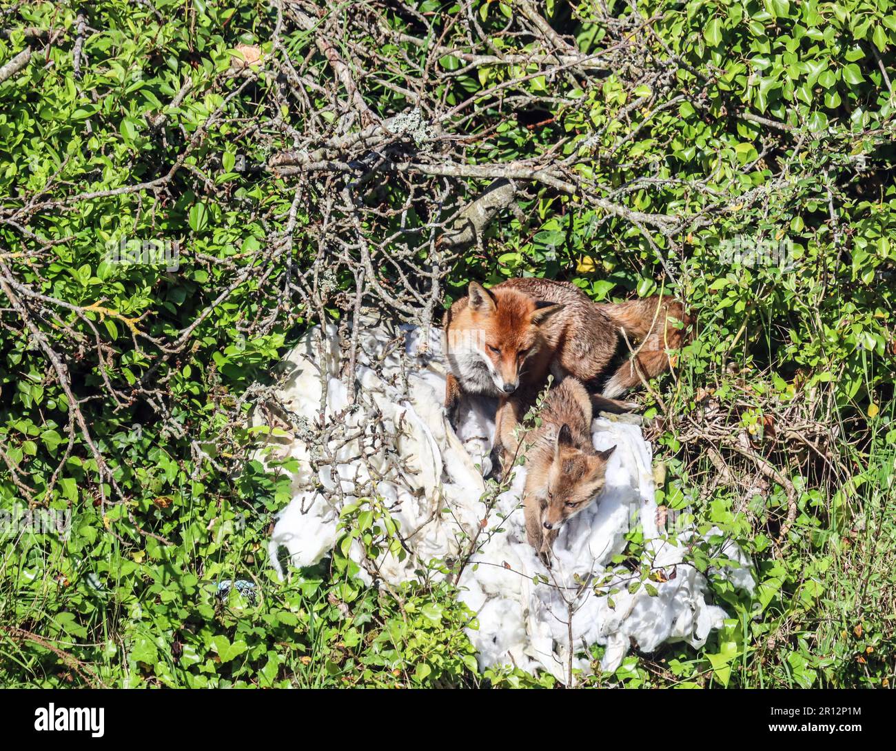 Ein urbaner Fuchs ruht auf einem Fliegenstück, das mit einem Jungtier für mehr Komfort sorgt. Eine urbane Umgebung in Devonport, Plymouth. Stockfoto