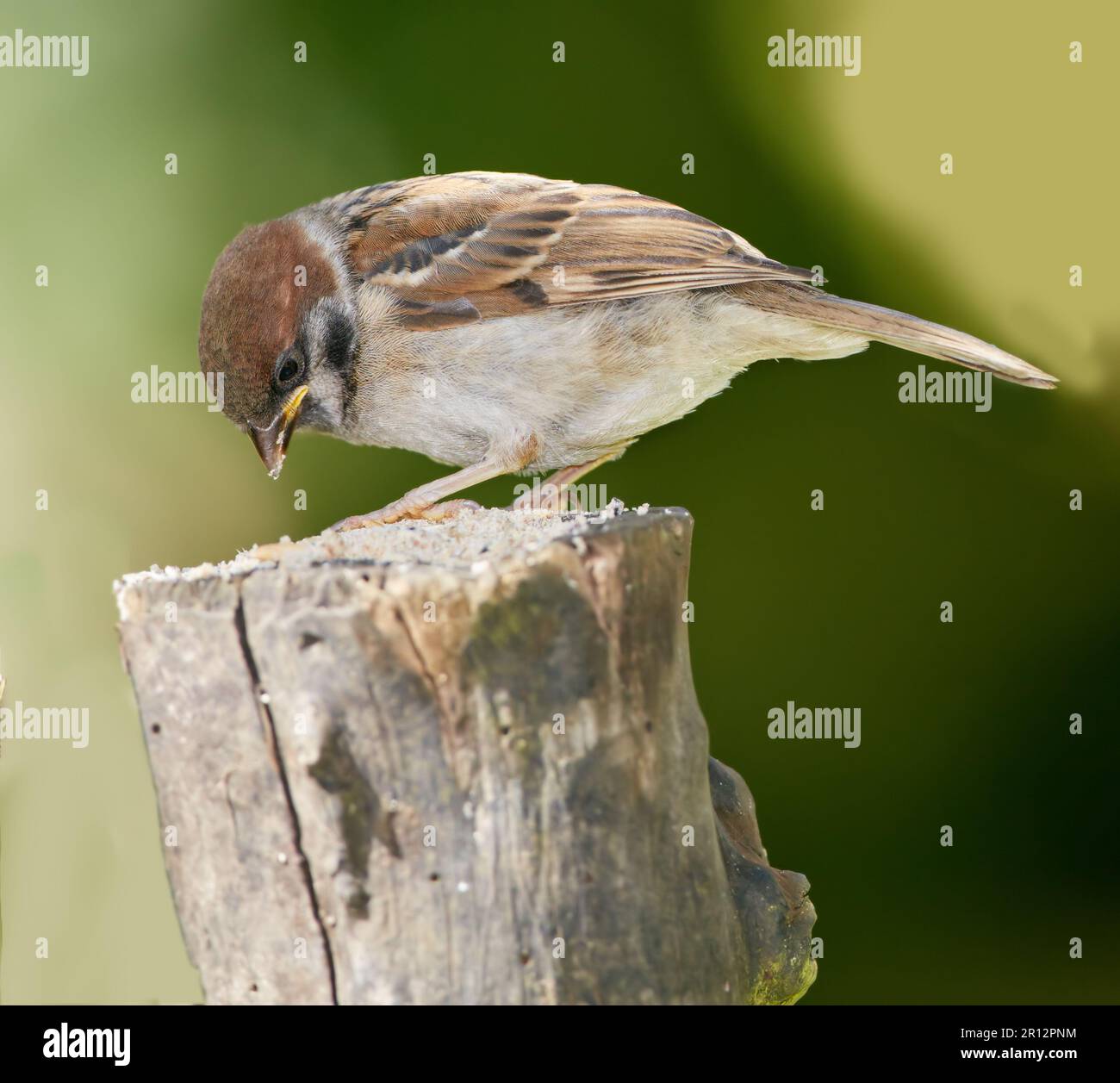 Sperling. Sperlinge sind eine Familie kleiner Singvögel, Passeridae. Sie sind auch als wahre Spatzen oder Spatzen der Alten Welt bekannt, für die auch Namen verwendet werden Stockfoto