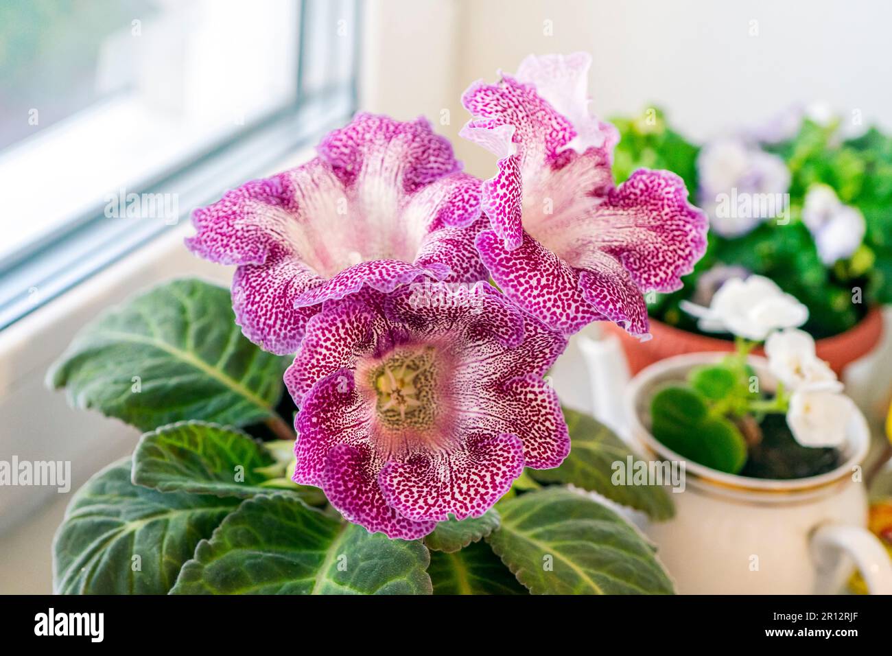 Nahaufnahme von Gloxinia Sinningia speciosa Blüten im Vordergrund und dunkelgrünen Blättern. Pflanzen auf der Fensterbank vor dem Hintergrund des Fensters Stockfoto