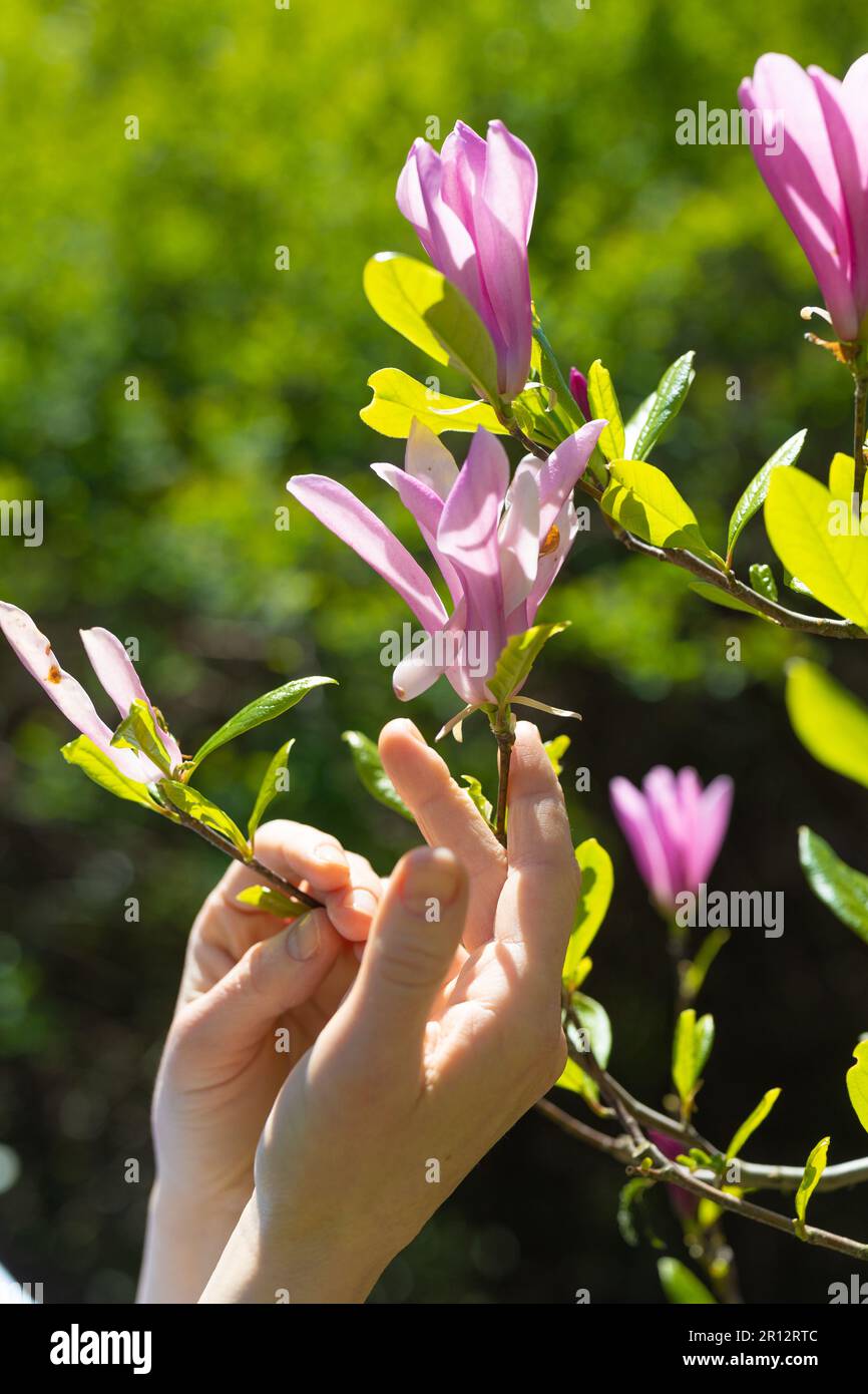 Frauenhände berühren blühende Äste von Magnolienbaum. Nahaufnahme. Bild mit Hintergrundbeleuchtung. Stockfoto