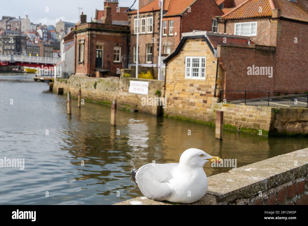 Eine große Möwe befindet sich an der Hafenmauer in der Nähe des Captain Cook Museum in der Stadt Whitby, North Yorkshire, Großbritannien. Stockfoto