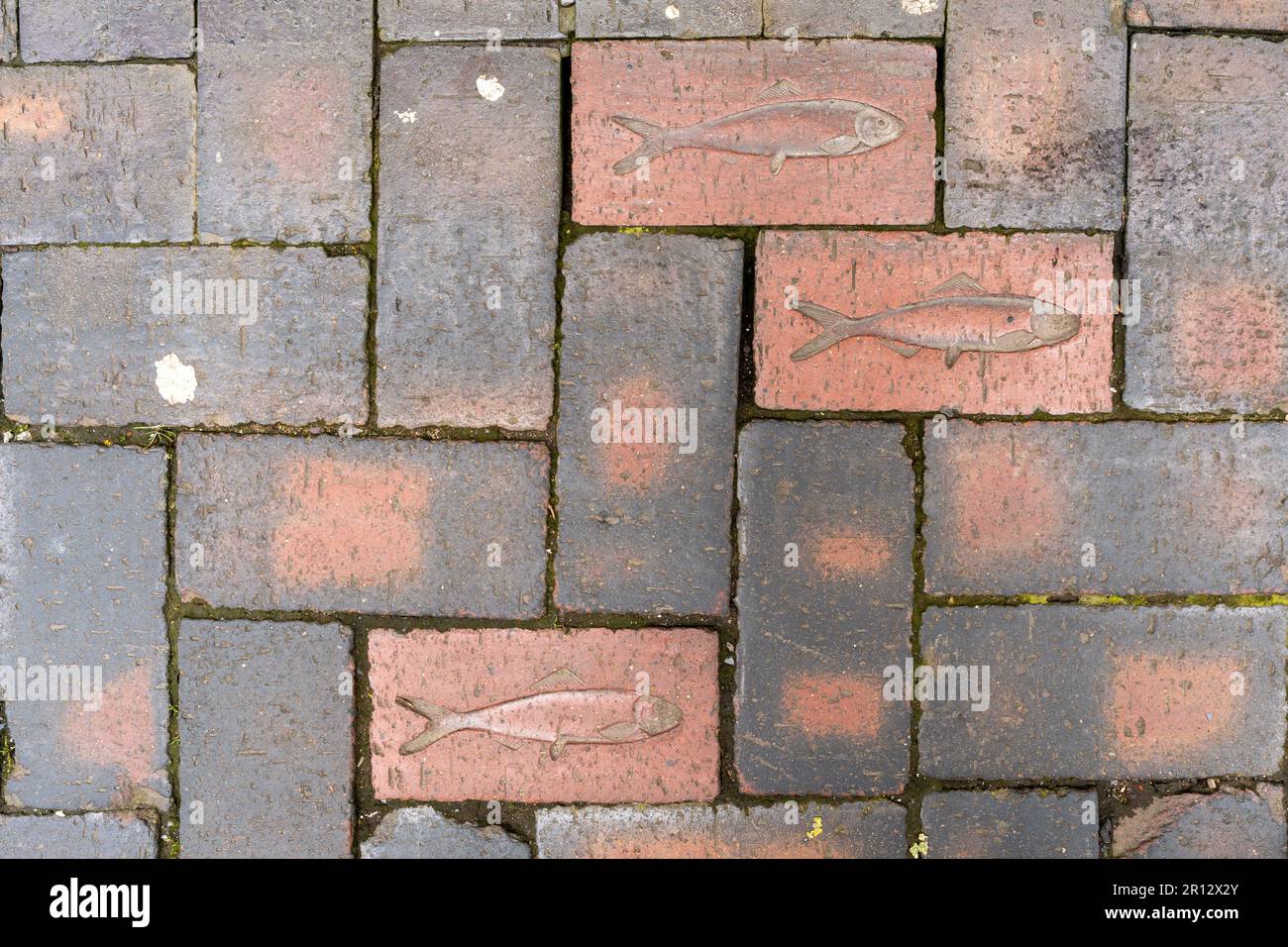 Dekorative Fische auf einem Ziegelpfad im Museumsviertel in der Stadt, Teil eines Wanderwegs, in Kingston upon Hull, Großbritannien. Stockfoto