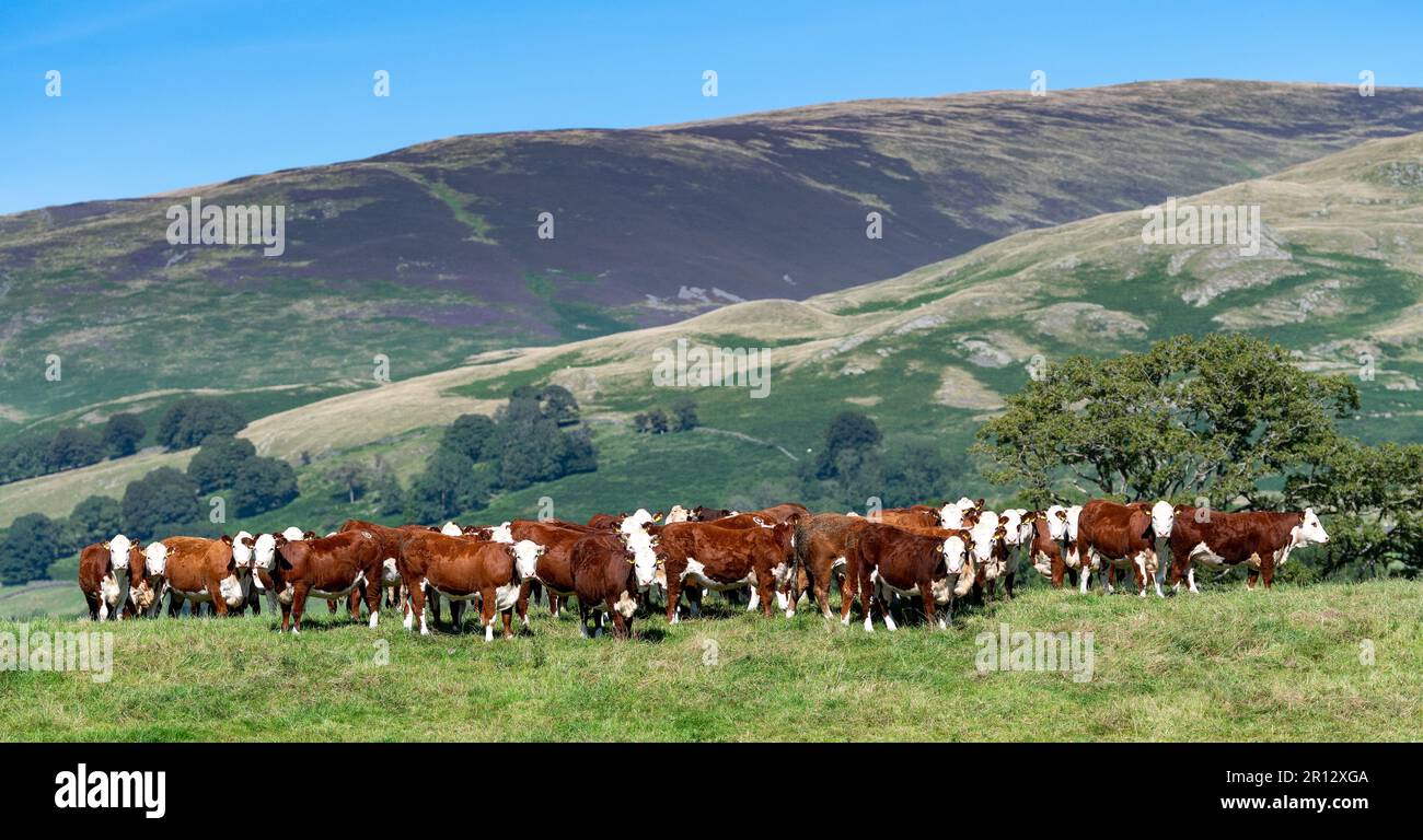 Herdbestand Hereford-Rinder auf Bergweideland, Cumbria, Vereinigtes Königreich. Stockfoto