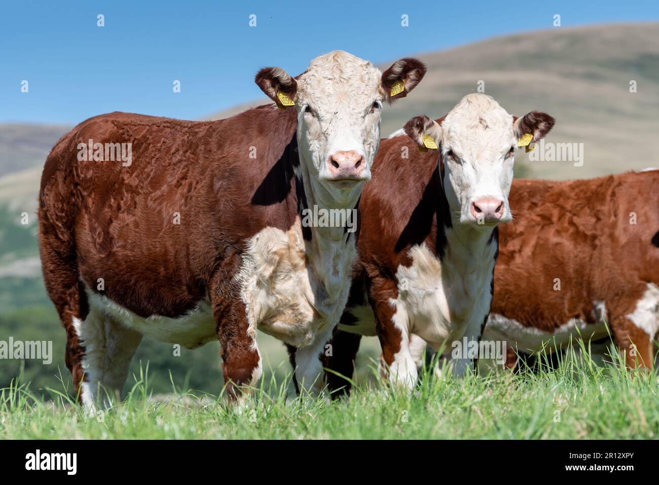 Herdbestand Hereford-Rinder auf Bergweideland, Cumbria, Vereinigtes Königreich. Stockfoto