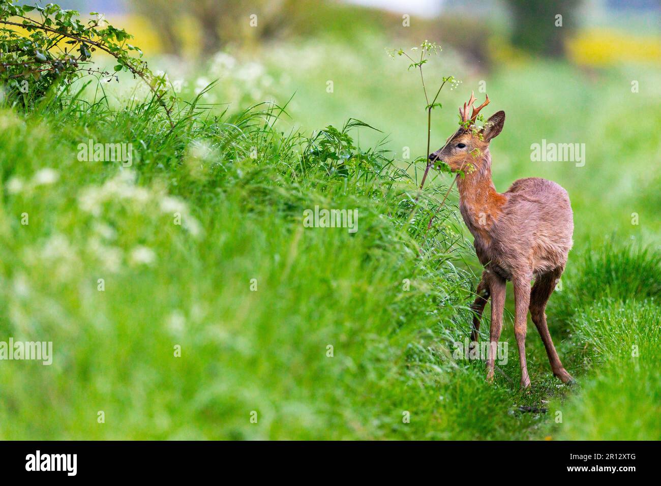 Ein jähzender Bock mitten in seinem Frühling in einem bevorzugten Hecken-Lebensraum. Sein Zwillingsbruder ist in der Nähe und pflegt ein gebrochenes Bein. Stockfoto