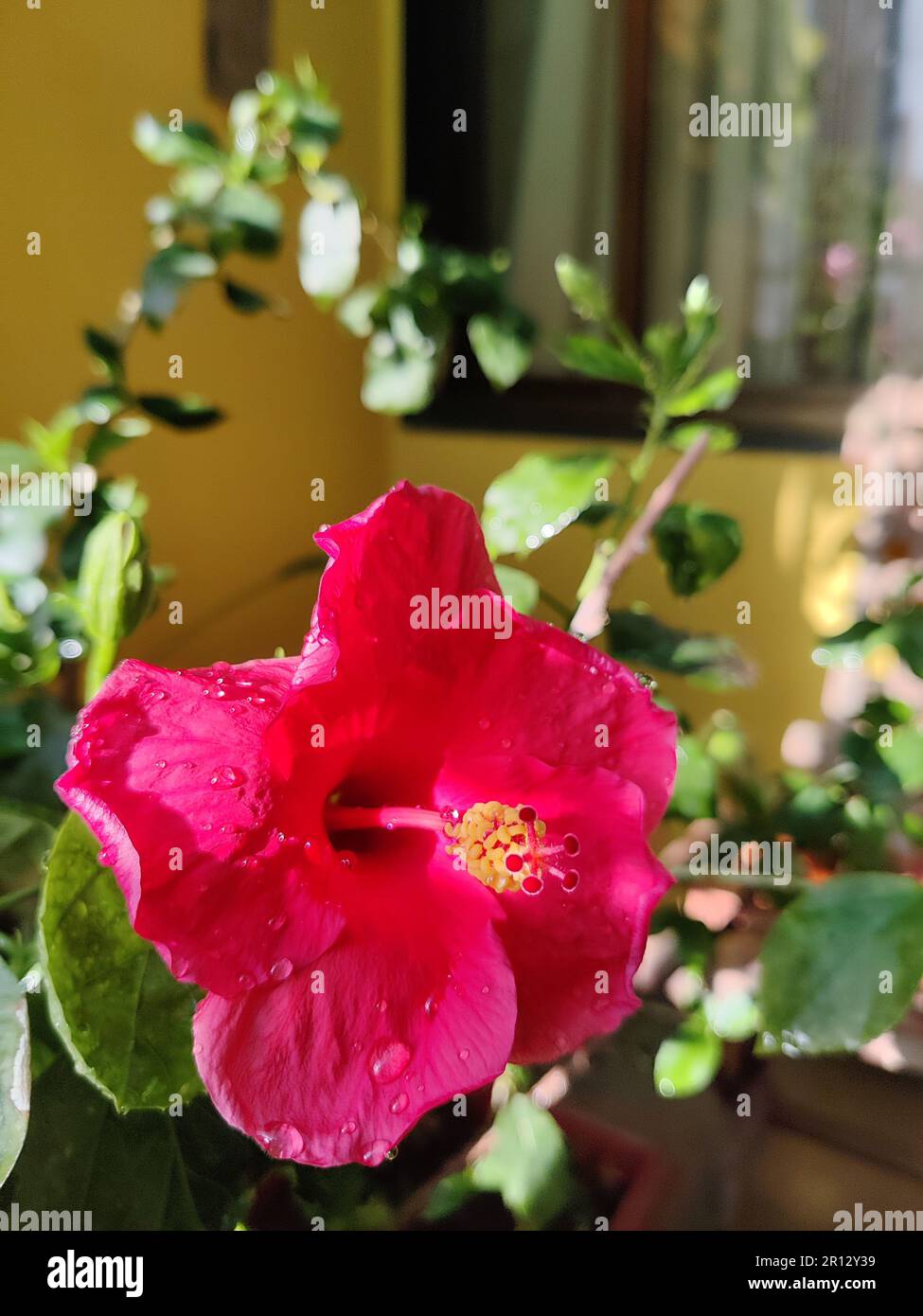 Rosafarbene Hibiskusblume im Balkon des Apartments, Gartendekor/Balkondekor/Indien Stockfoto