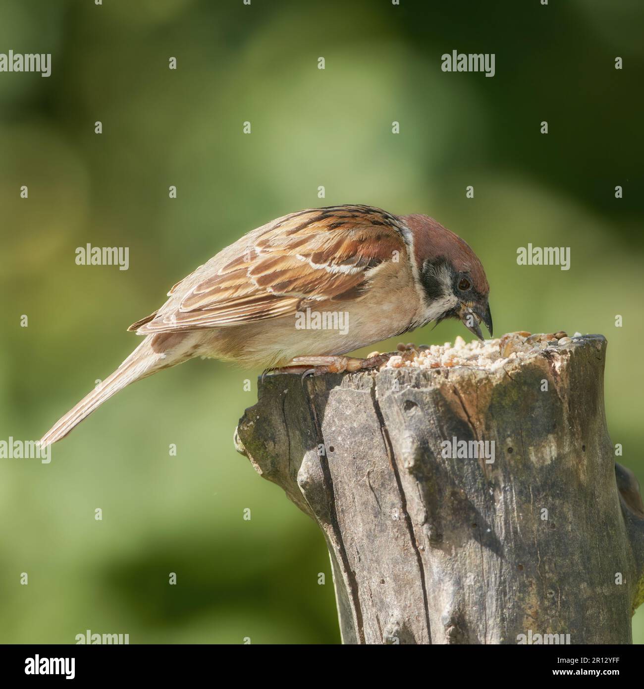 Sperling. Sperlinge sind eine Familie kleiner Singvögel, Passeridae. Sie sind auch als wahre Spatzen oder Spatzen der Alten Welt bekannt, für die auch Namen verwendet werden Stockfoto