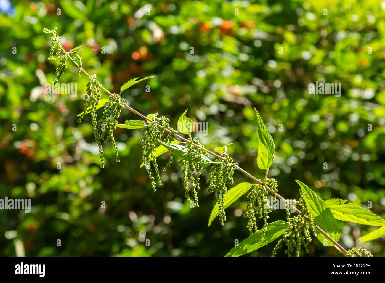 Urtica dioica oder Brennnessel im Garten. Stachelnessel, eine