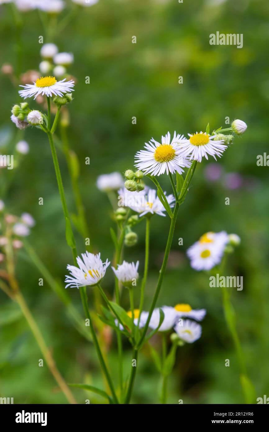 Weiße Blume von jährlichem Fleaban oder Gänseblümchen-Fleaban oder östlicher Gänseblümchen-Fleaban Erigeron annuus Nahaufnahme. Stockfoto