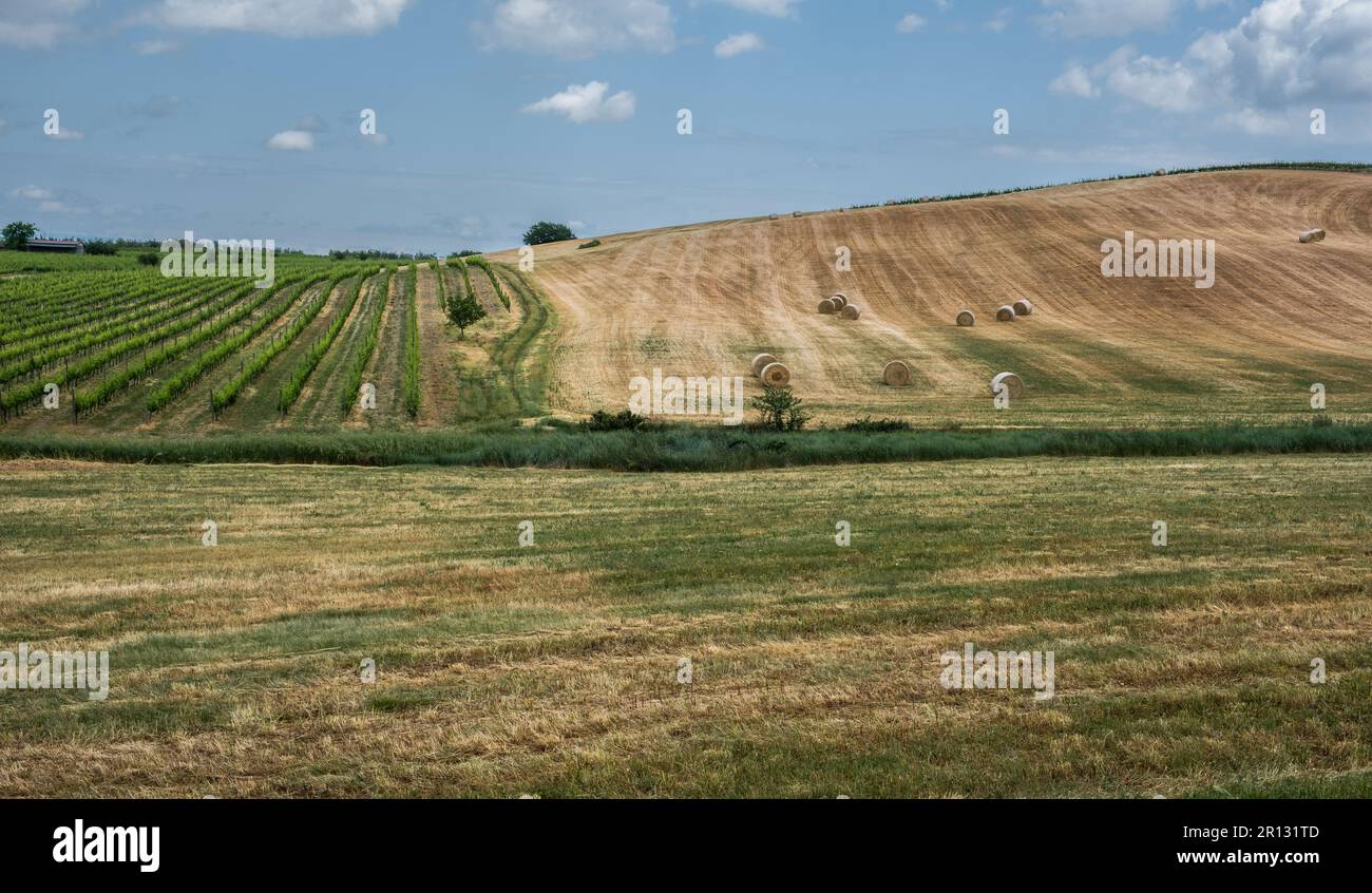 Heuhaufen auf dem Feld. Sommerlandschaft mit Heuhaufen im Hintergrund - Landwirtschaftskonzept, toskanische Landschaft, zentralitalien Stockfoto