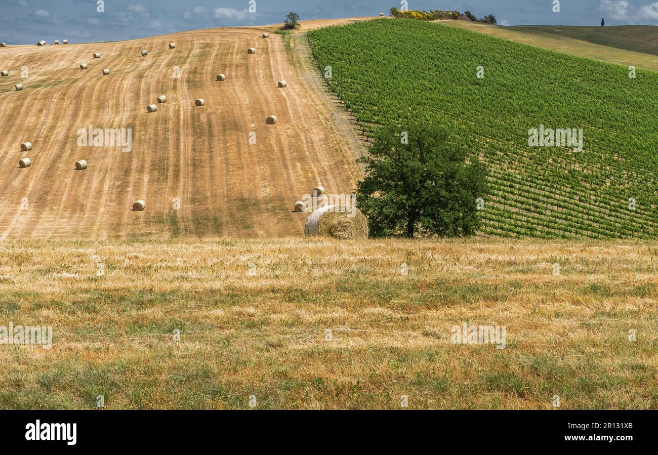 Heuhaufen auf dem Feld. Sommerlandschaft mit Heuhaufen im Hintergrund - Landwirtschaftskonzept, toskanische Landschaft, zentralitalien Stockfoto