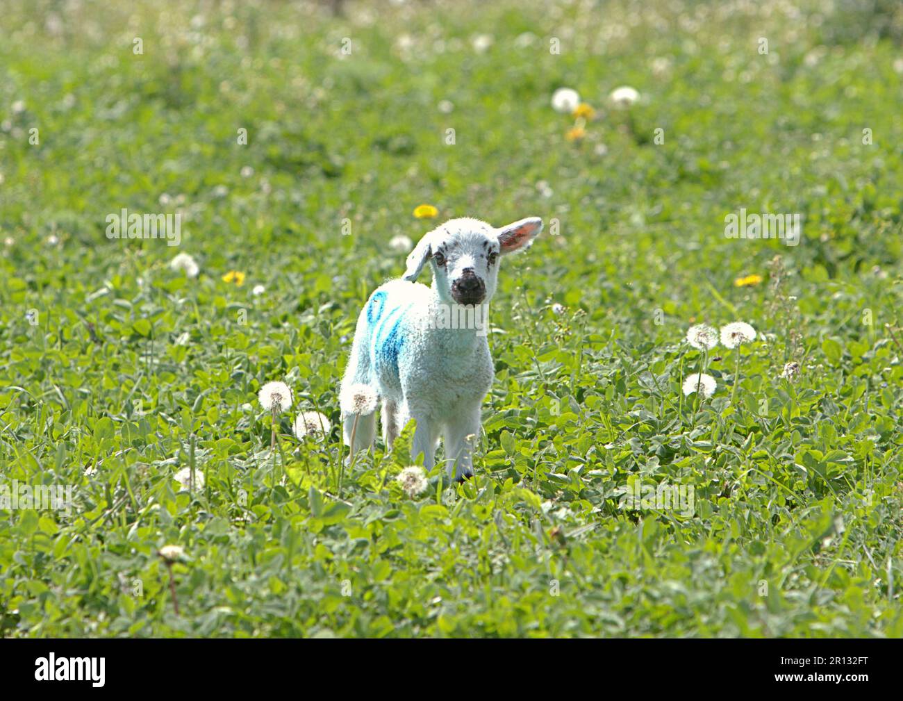 Ein kleines verlorenes Lamm zwischen den Löwenzahnen mit einem Ohr unten Stockfoto