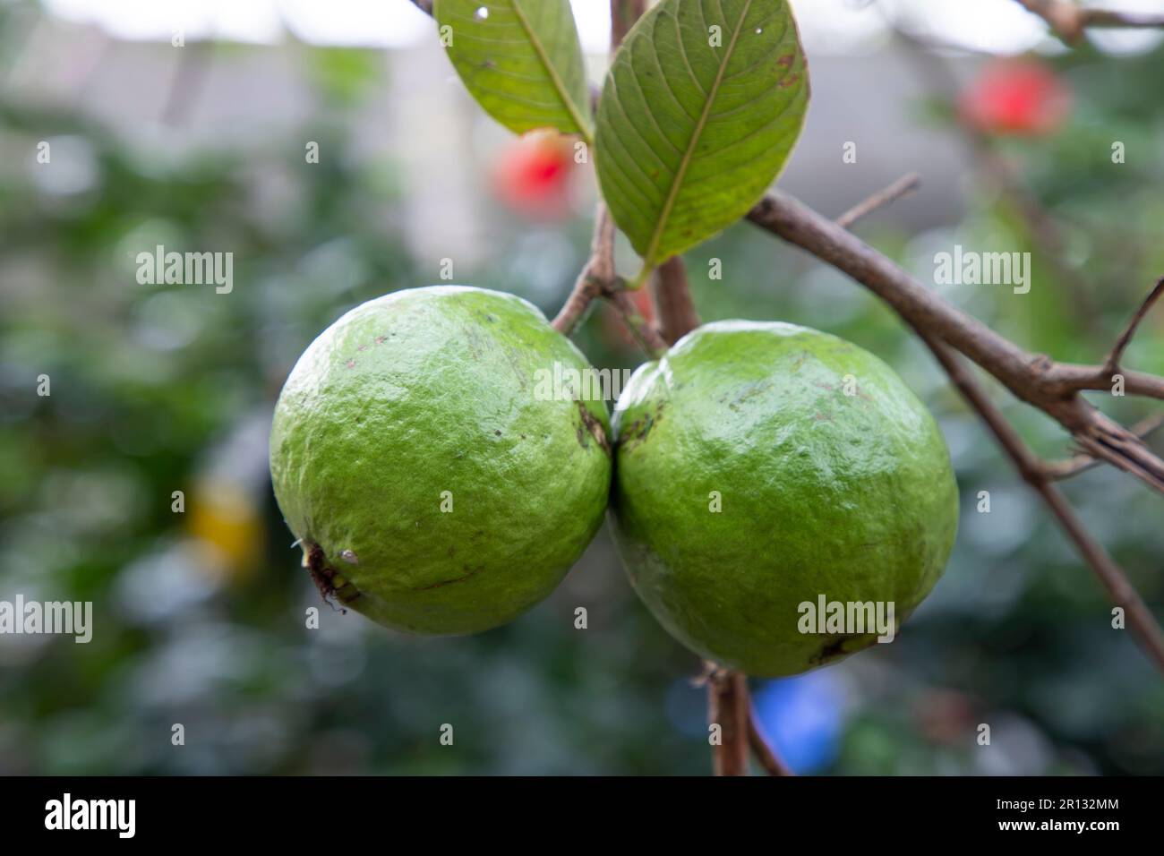 Zwei grüne rohe Guava-Früchte auf einem Baum im Garten von Bangladesch Stockfoto