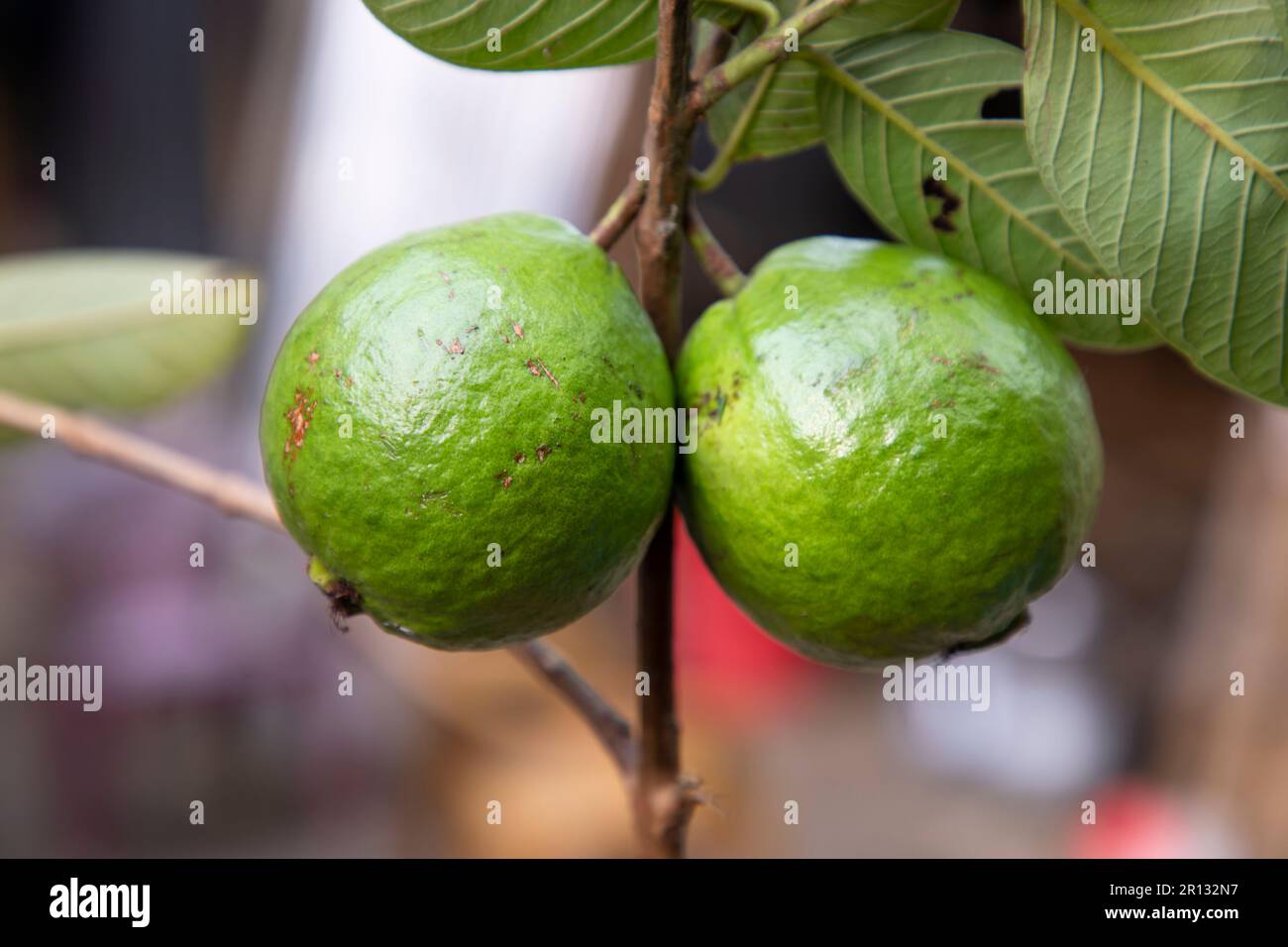 Zwei grüne rohe Guava-Früchte auf einem Baum im Garten von Bangladesch Stockfoto