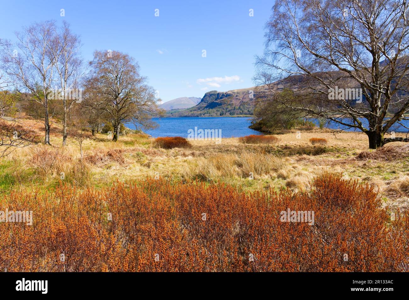 Goldbraune Farne und Silver Birch Bäume wachsen zwischen Gräsern und Schilf an den Ufern von Derwent Wasser. Stockfoto