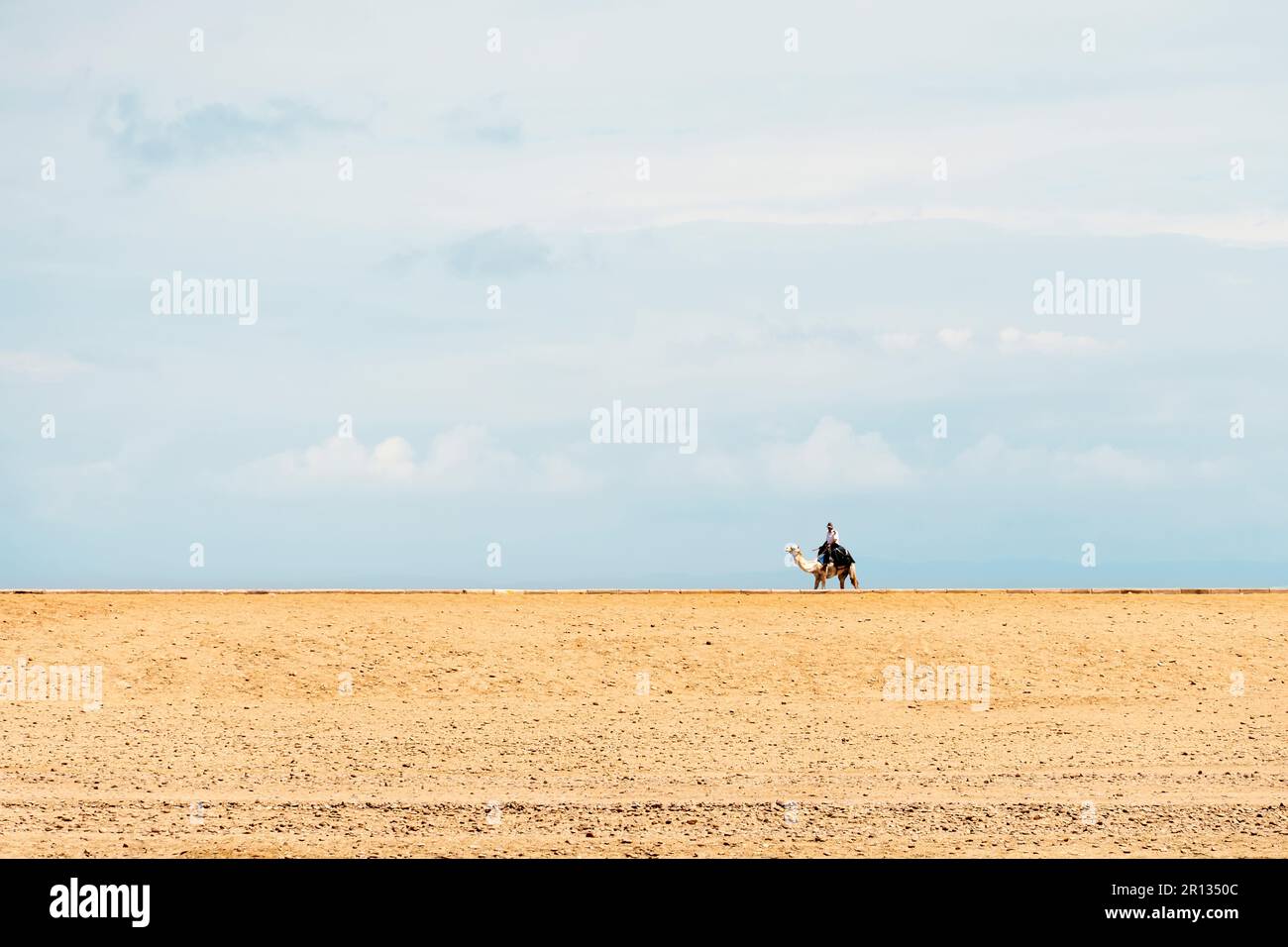 Einheimischer ägypter auf einem Kamel, der in die Wüste reitet. Sahara-Szene. Traditioneller transport der beduinen. Blick auf die Wüste. Eine Person in der Natur. Gizeh Ägypten. Anzeigen Stockfoto