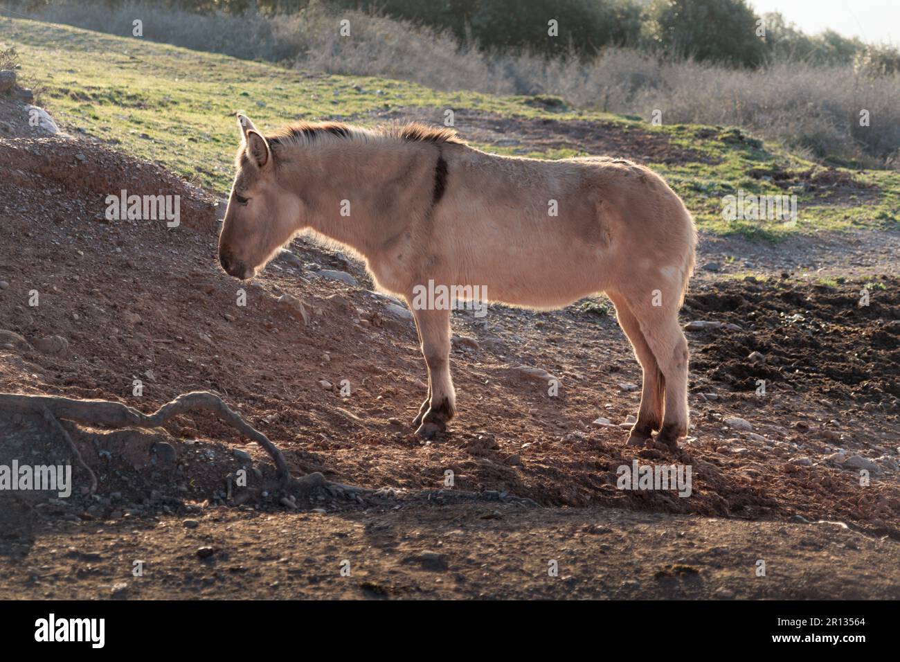 Funktionierendes Maultier auf dem Gipfel des Berges La Mola im Parc Natural de Sant Llorenc del Munt i l'Obac, Valles Occidental, Katalonien, Spanien. Stockfoto