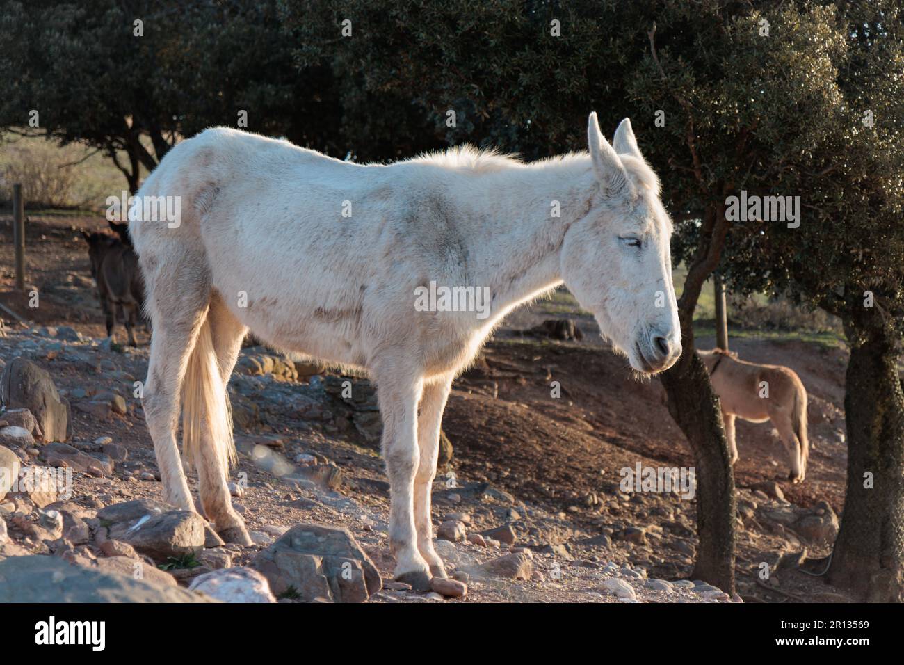 Funktionierendes Maultier auf dem Gipfel des Berges La Mola im Parc Natural de Sant Llorenc del Munt i l'Obac, Valles Occidental, Katalonien, Spanien. Stockfoto
