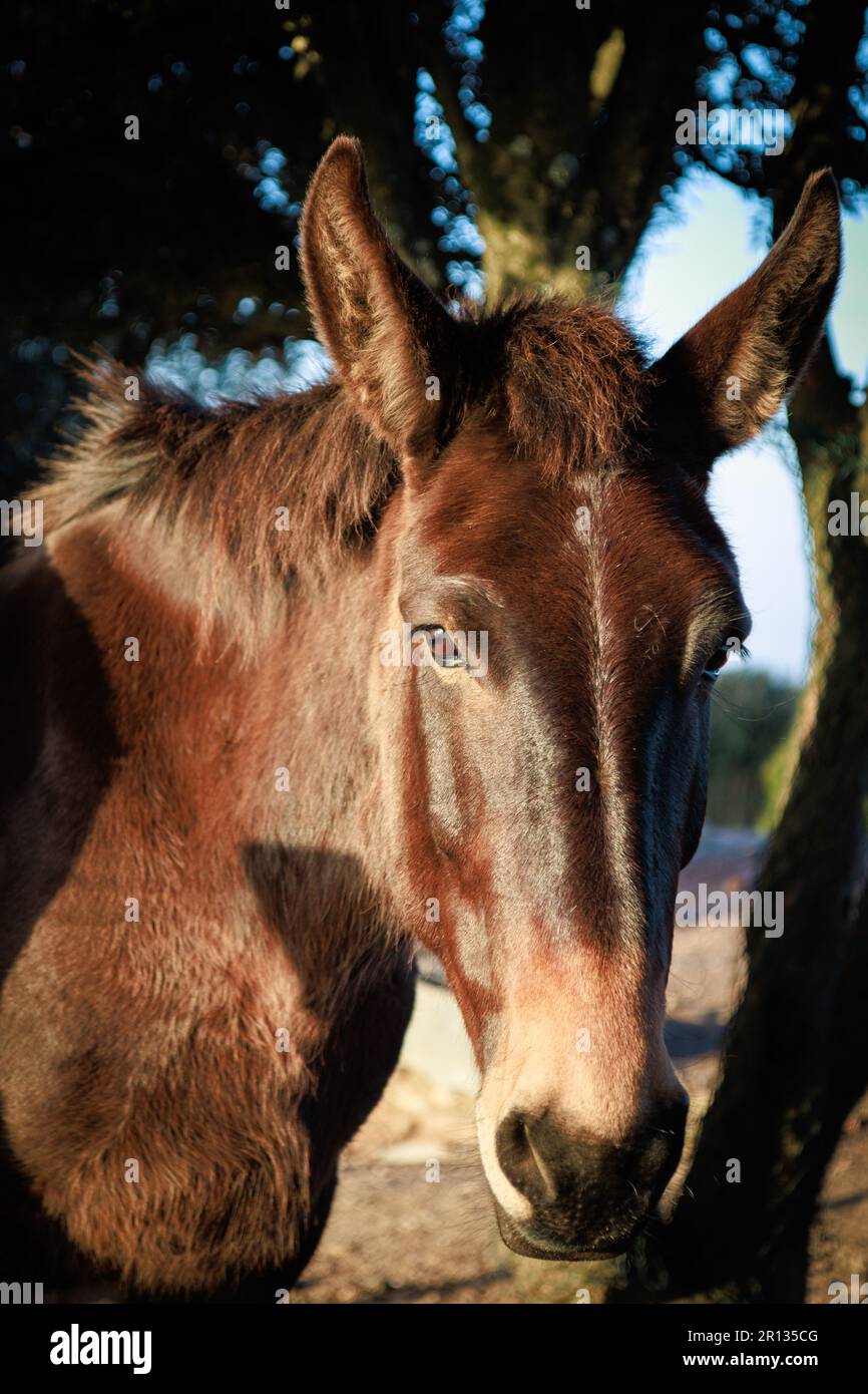 Funktionierendes Maultier auf dem Gipfel des Berges La Mola im Parc Natural de Sant Llorenc del Munt i l'Obac, Valles Occidental, Katalonien, Spanien. Stockfoto