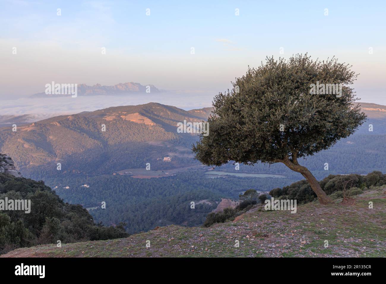 Einsamer Baum auf dem Gipfel des Berges La Mola im Parc natural de Sant Llorenc del Munt i l'Obac, Valles Occidental, Katalonien, Spanien. Montserrat Stockfoto