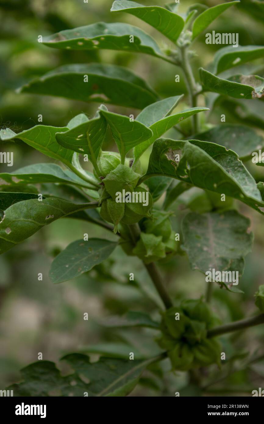Nahaufnahme einer Ashwagandha-Pflanze mit ihren rohen Früchten Stockfoto