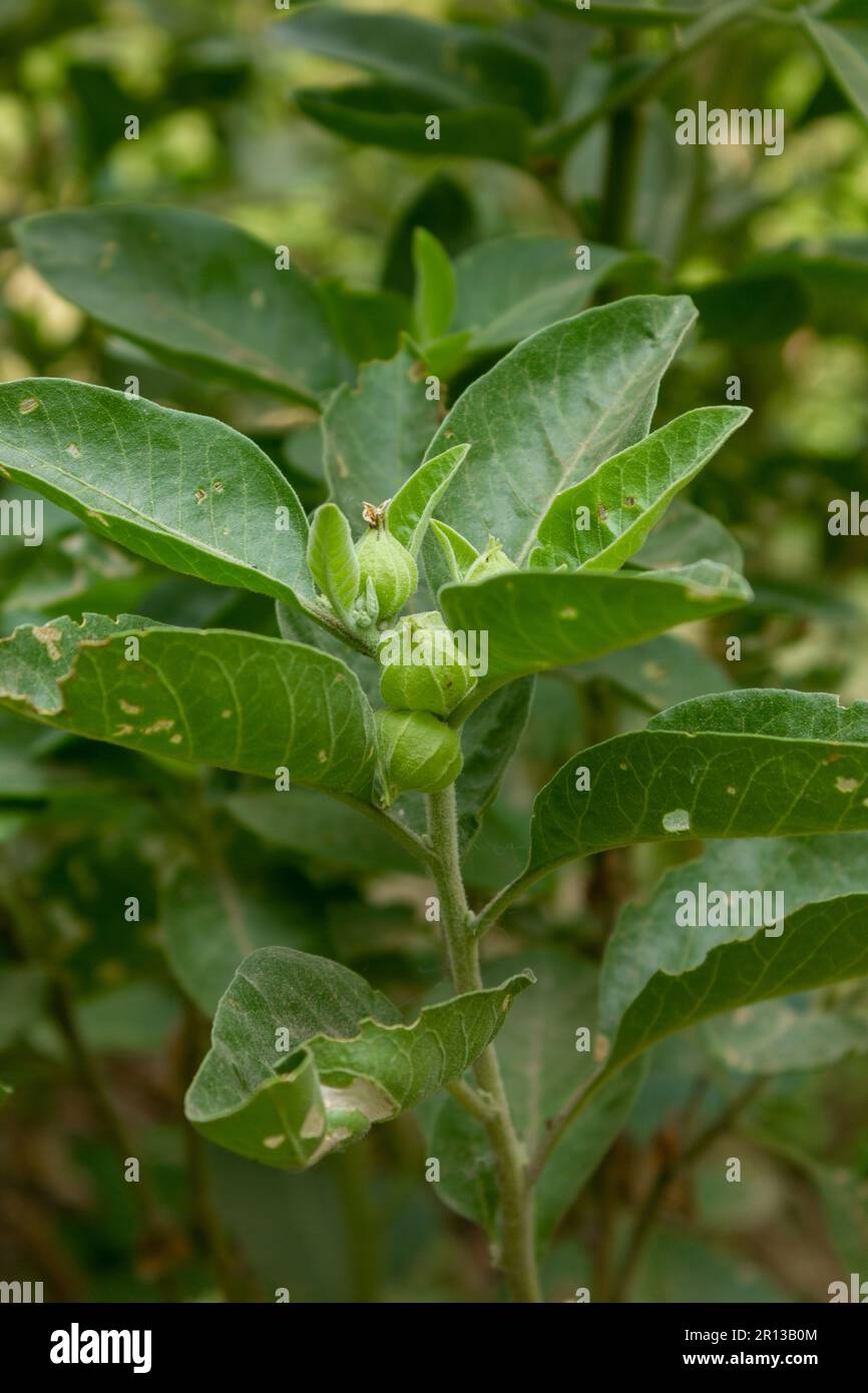 Nahaufnahme einer Ashwagandha-Pflanze mit ihren rohen Früchten Stockfoto