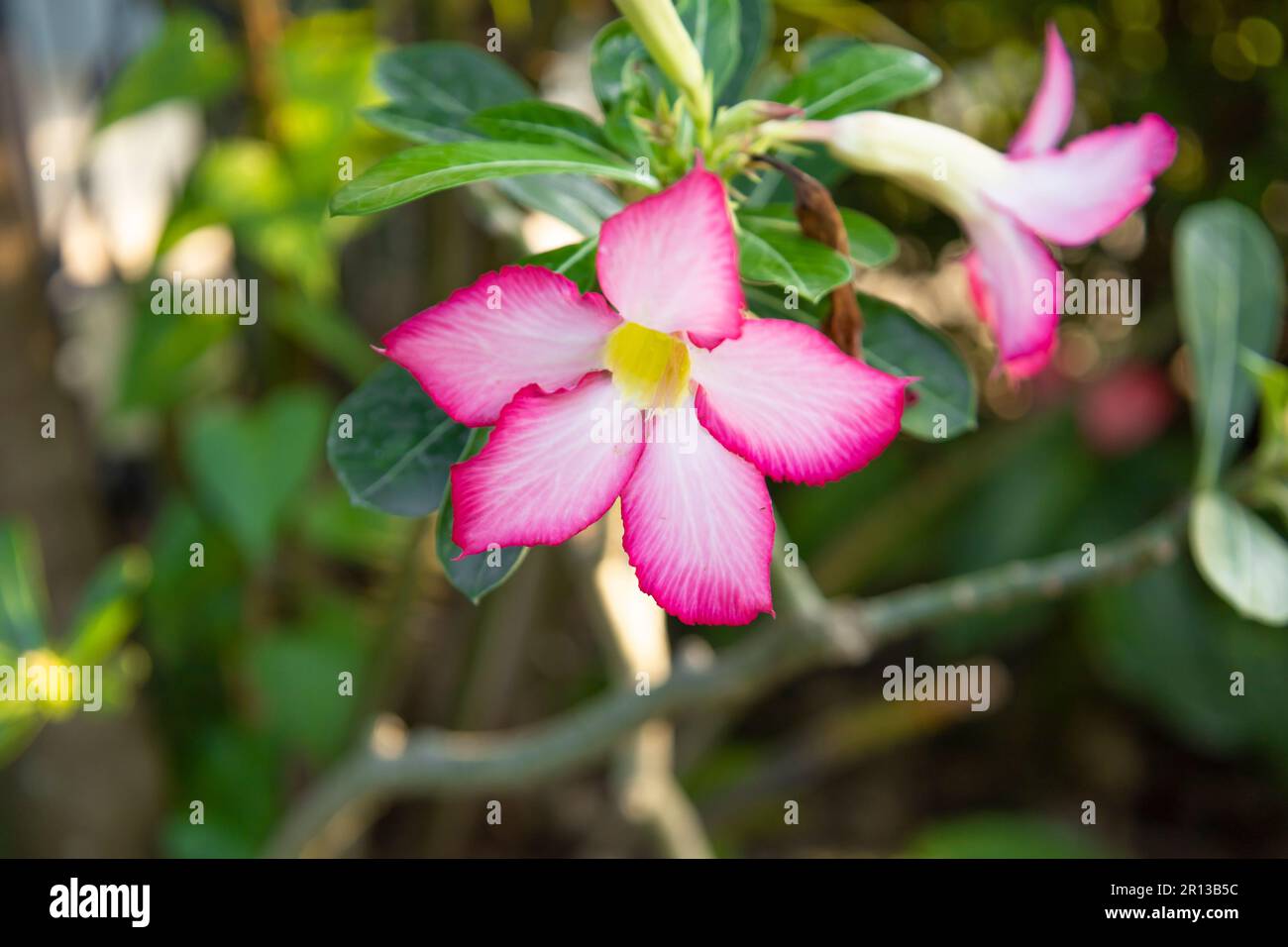 Adenium Abesum Blüten blühen auf grünen Blättern und schließen wunderschöne Blüten Stockfoto