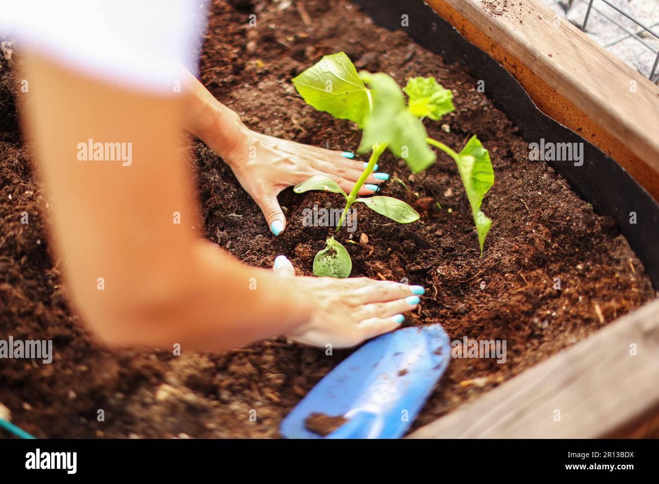 Menschliche Hände, die sich um einen Sämling im Boden kümmern. Neuer Sprossen an sonnigen Tagen im Sommer im Garten Stockfoto