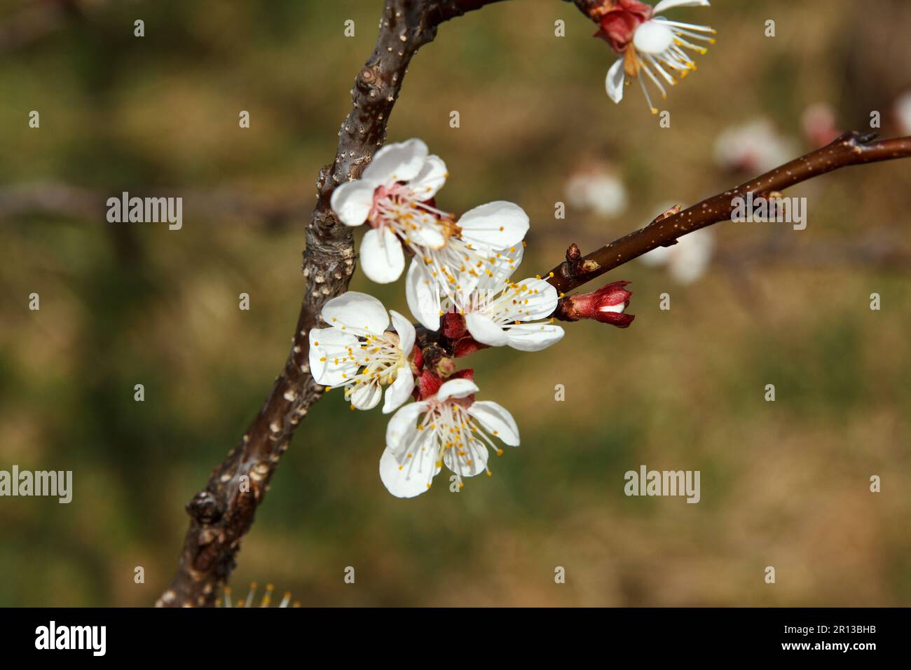 Aprikosenobstbaumblüten mit dichten weißen Blüten im Garten im Frühjahr. Bestäubungsperiode. Schöner Frühlingshintergrund Stockfoto