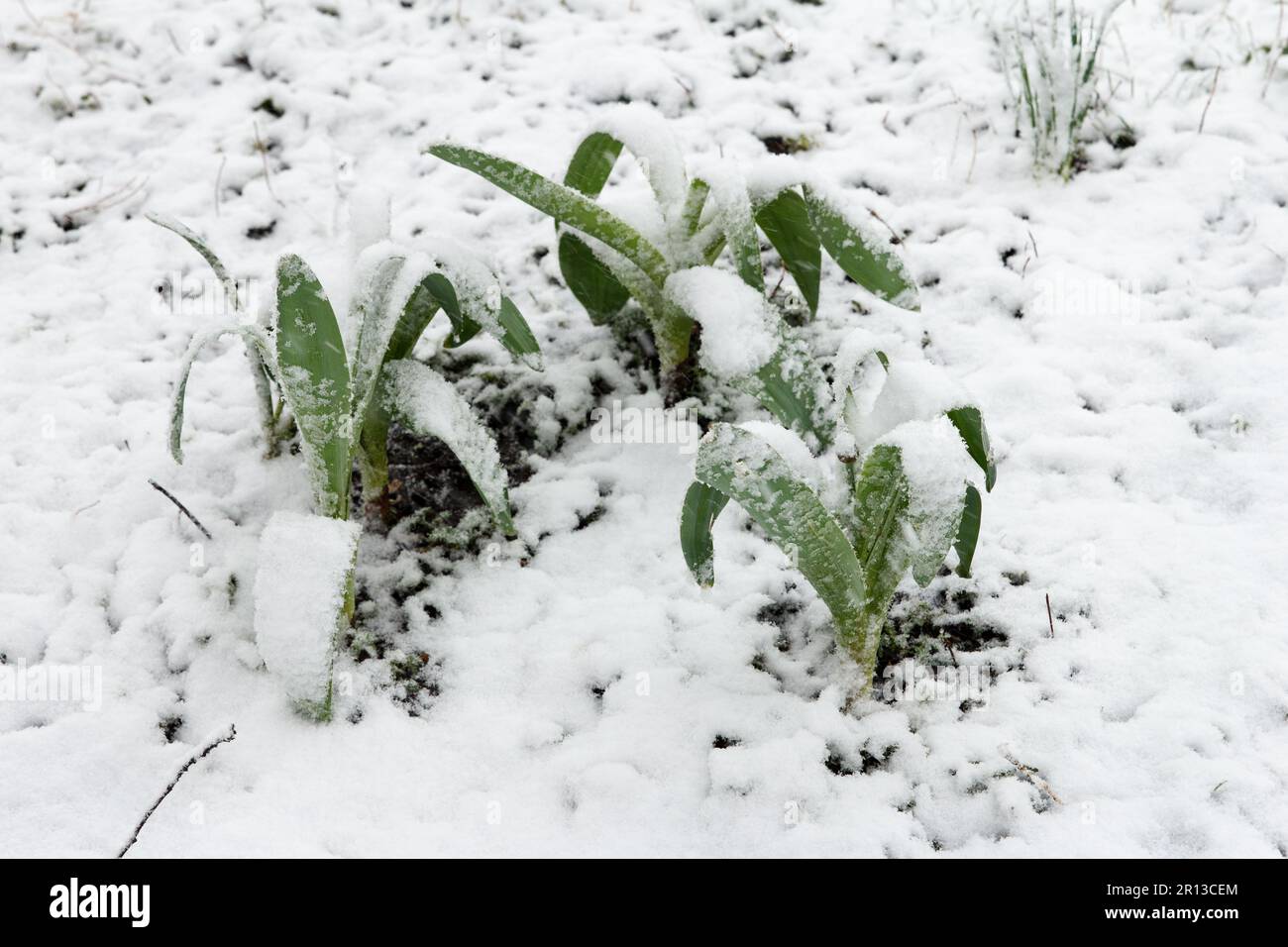 Sprossen und Blätter von großem Knoblauch, der im Frühling aufging, bedeckt mit Schnee aufgrund von schlechtem Wetter und einem scharfen Kälteschnaps im April Stockfoto