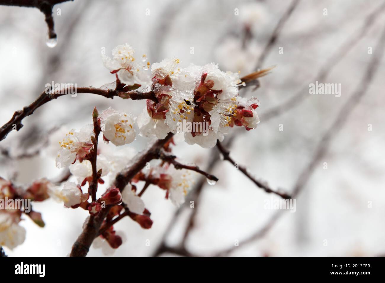 Eine scharfe Kälte mit Regen und Schnee fiel auf einen Aprikosenobstbaum, der im Frühling mit dichten weißen Blumen im Garten blühte. Stockfoto