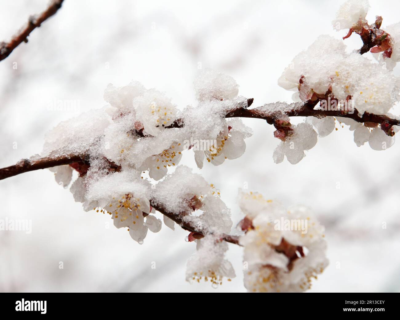 Eine scharfe Kälte mit Regen und Schnee fiel auf einen Aprikosenobstbaum, der im Frühling mit dichten weißen Blumen im Garten blühte. Frosts im April, C. Stockfoto