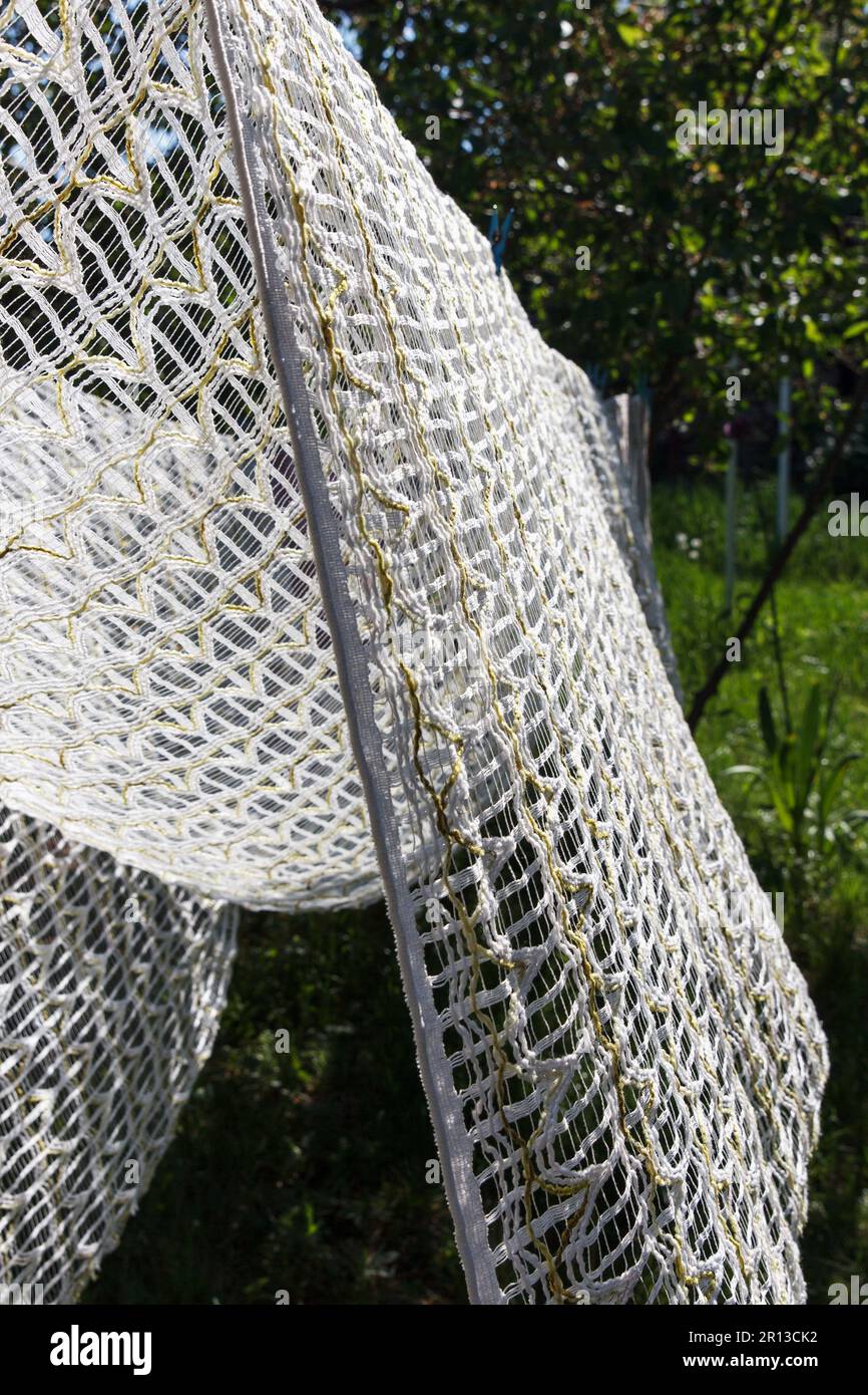 Die Vorhänge trocknen nach dem Waschen im Freien bei sonnigen und windigen Wetter im Sommer Stockfoto