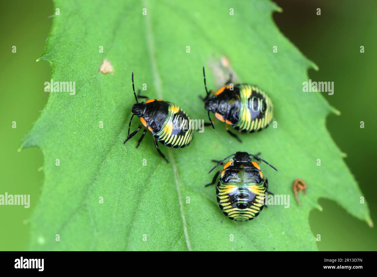 Grüner Stinkkäfer (Chinavia hilaris) auf einem Blatt Stockfoto