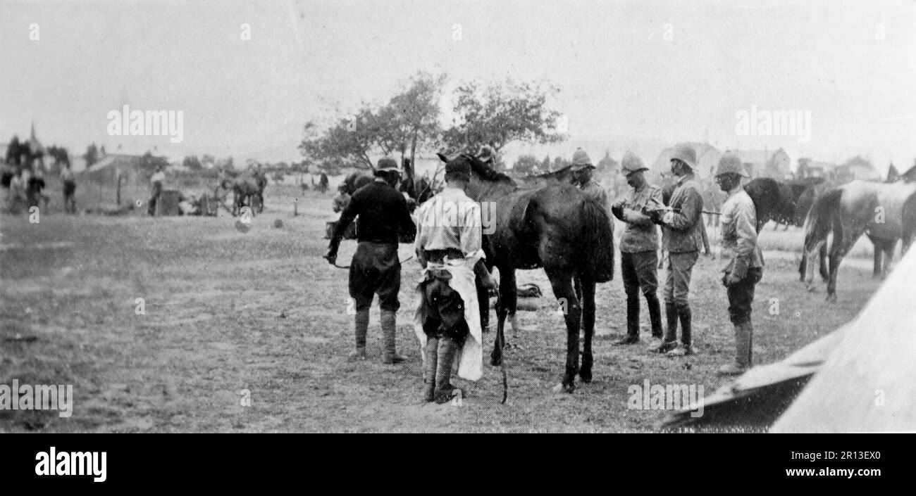 Der Burenkrieg, auch bekannt als der zweite Burenkrieg, der südafrikanische Krieg und der Anglo-Boer-Krieg. Dieses Bild zeigt die Tierärztekammer der Armee: Einzelinspektion von zweifelhaften Pferden, die zum Verkauf gebracht wurden. Originalfoto von ‚Watts‘, c1899. Stockfoto