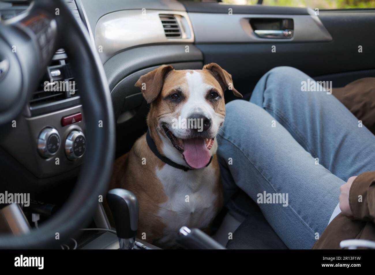 Ein glücklicher Hund, der neben ihrem Besitzer auf dem Beifahrersitz sitzt, bereit für die Reise. Pendeln und Reisen mit Haustieren im Auto Stockfoto