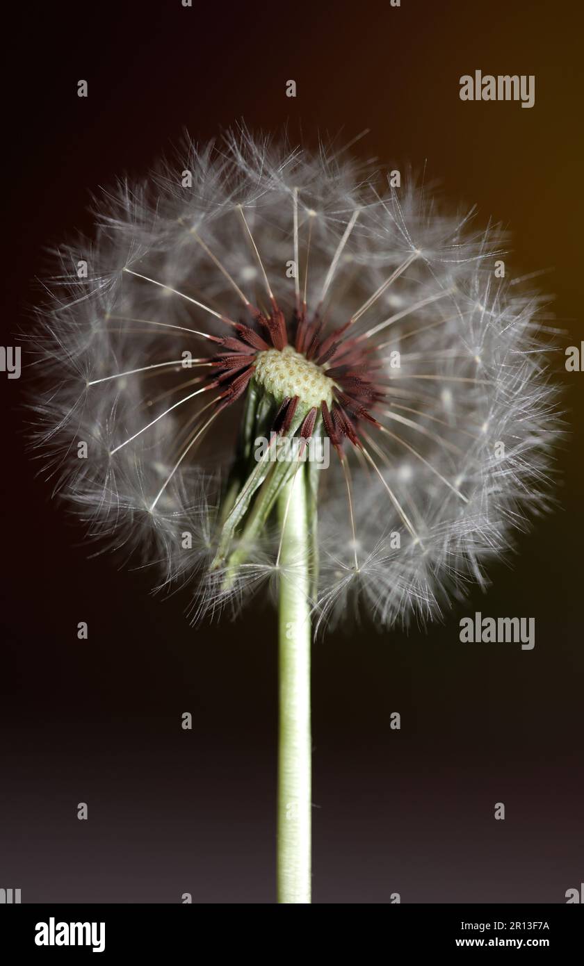 Wildblumen blühen aus nächster Nähe taraxacum officinale Löwenzahn Blaskugel asteraceae Familie botanischer Hintergrund qualitativ hochwertige Sofortaufnahmen Stockfoto