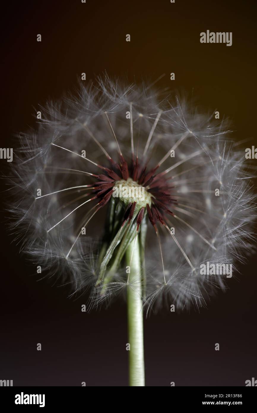 Wildblumen blühen aus nächster Nähe taraxacum officinale Löwenzahn Blaskugel asteraceae Familie botanischer Hintergrund qualitativ hochwertige Sofortaufnahmen Stockfoto