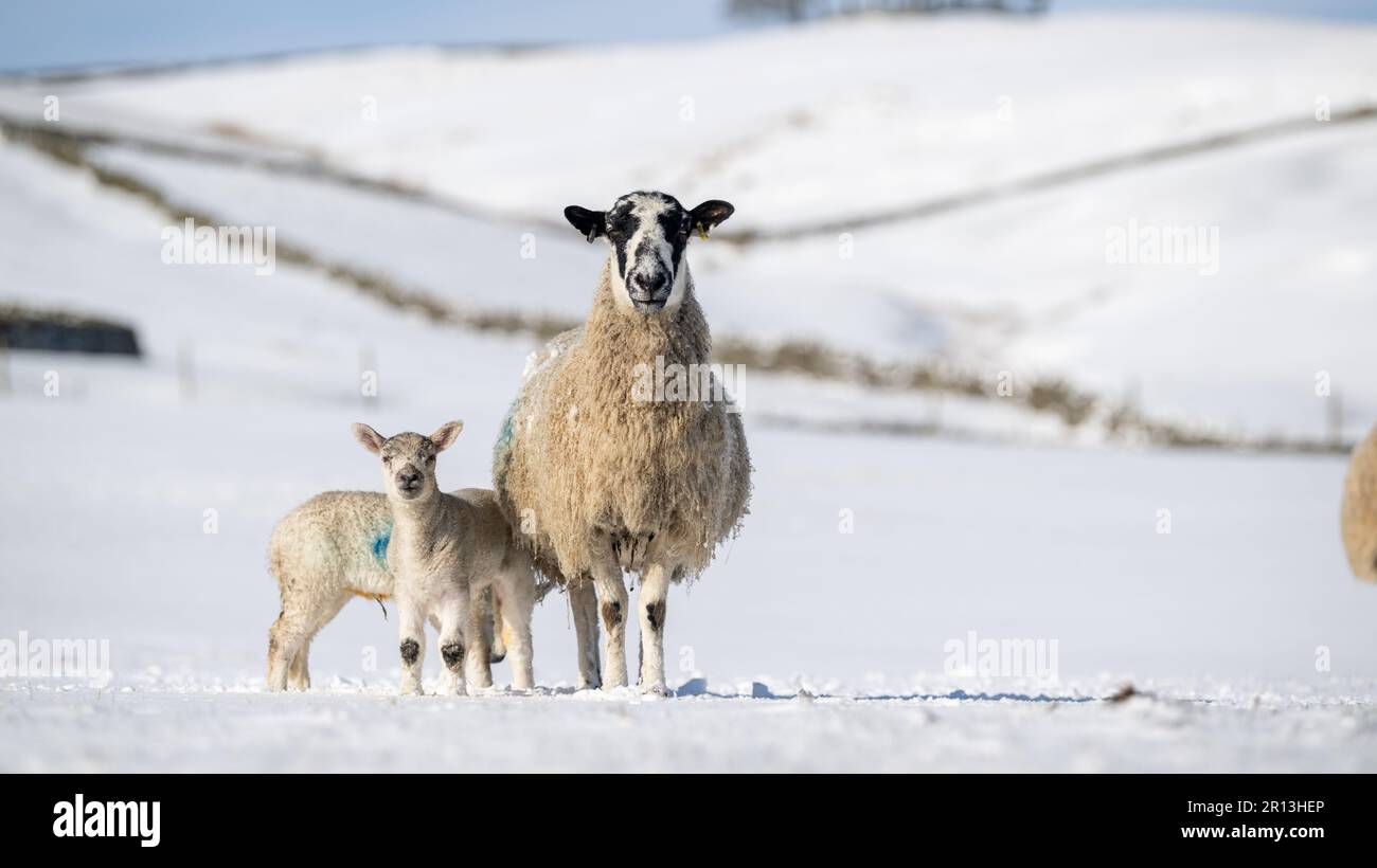 Maultiere aus dem Norden Englands mit Lämmern trotzen den winterlichen Bedingungen auf einer Berglandfarm in der Nähe von Hawes in Wensleydale, direkt im Herzen der Yorkshire Da Stockfoto