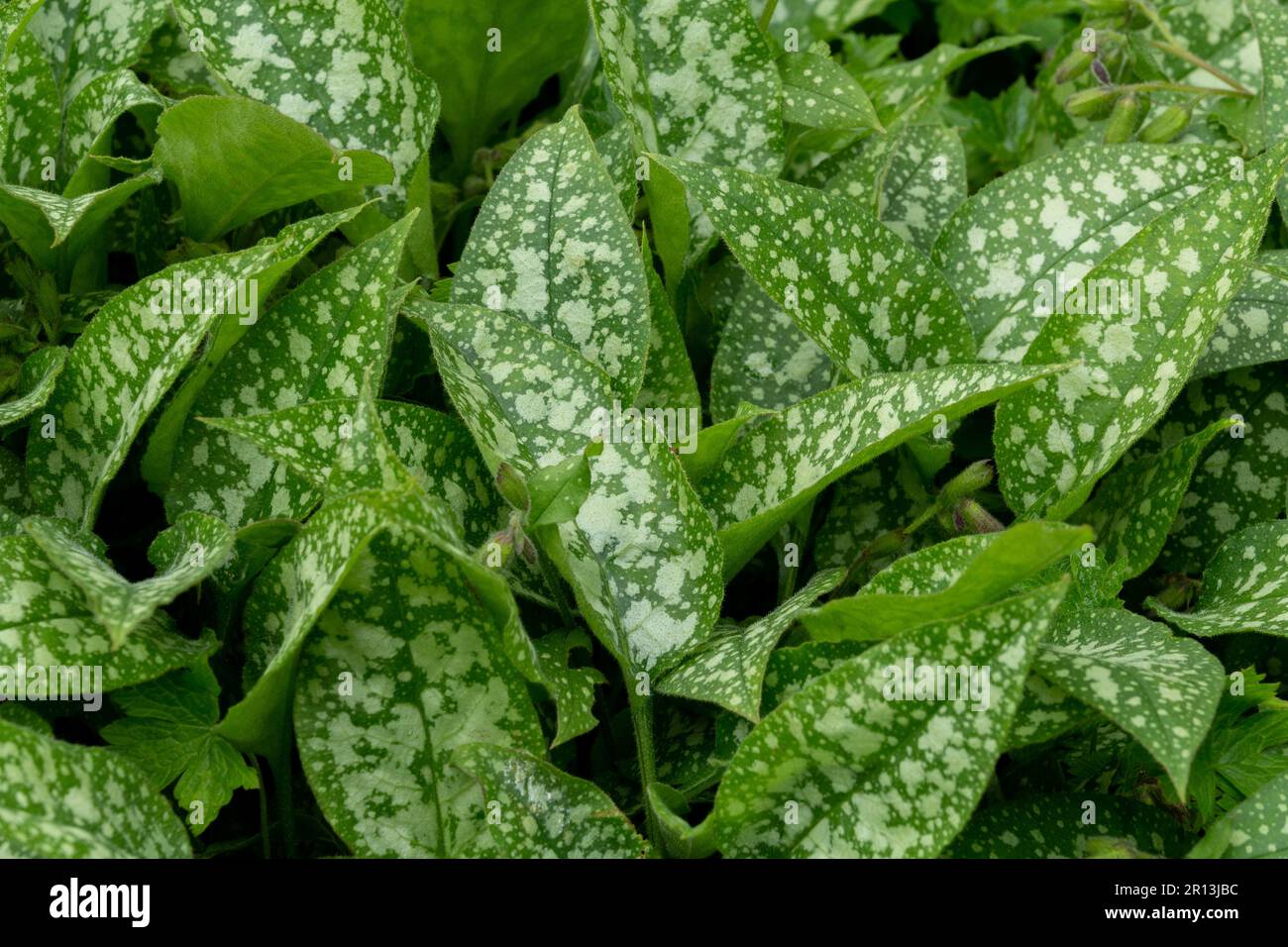 Das Laub der Pulmonaria officinalis (Blätter). Auch bekannt als gewöhnliches Lungenkraut. Stockfoto