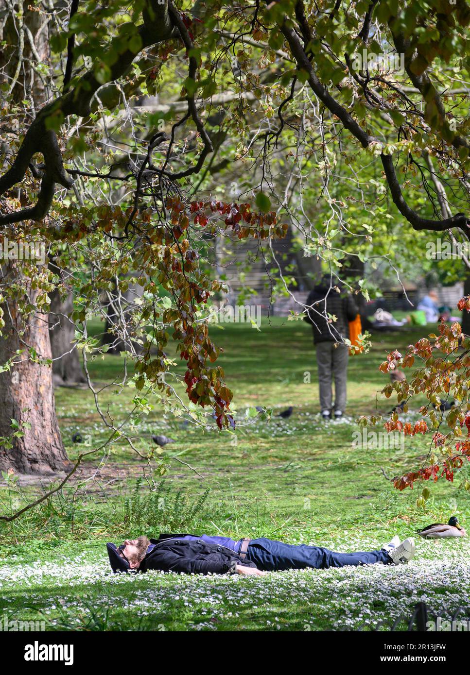 London, England, Großbritannien. Mann, der sich auf dem Gras im St. James's Park erholt hat - Anfang Mai 2023 Stockfoto
