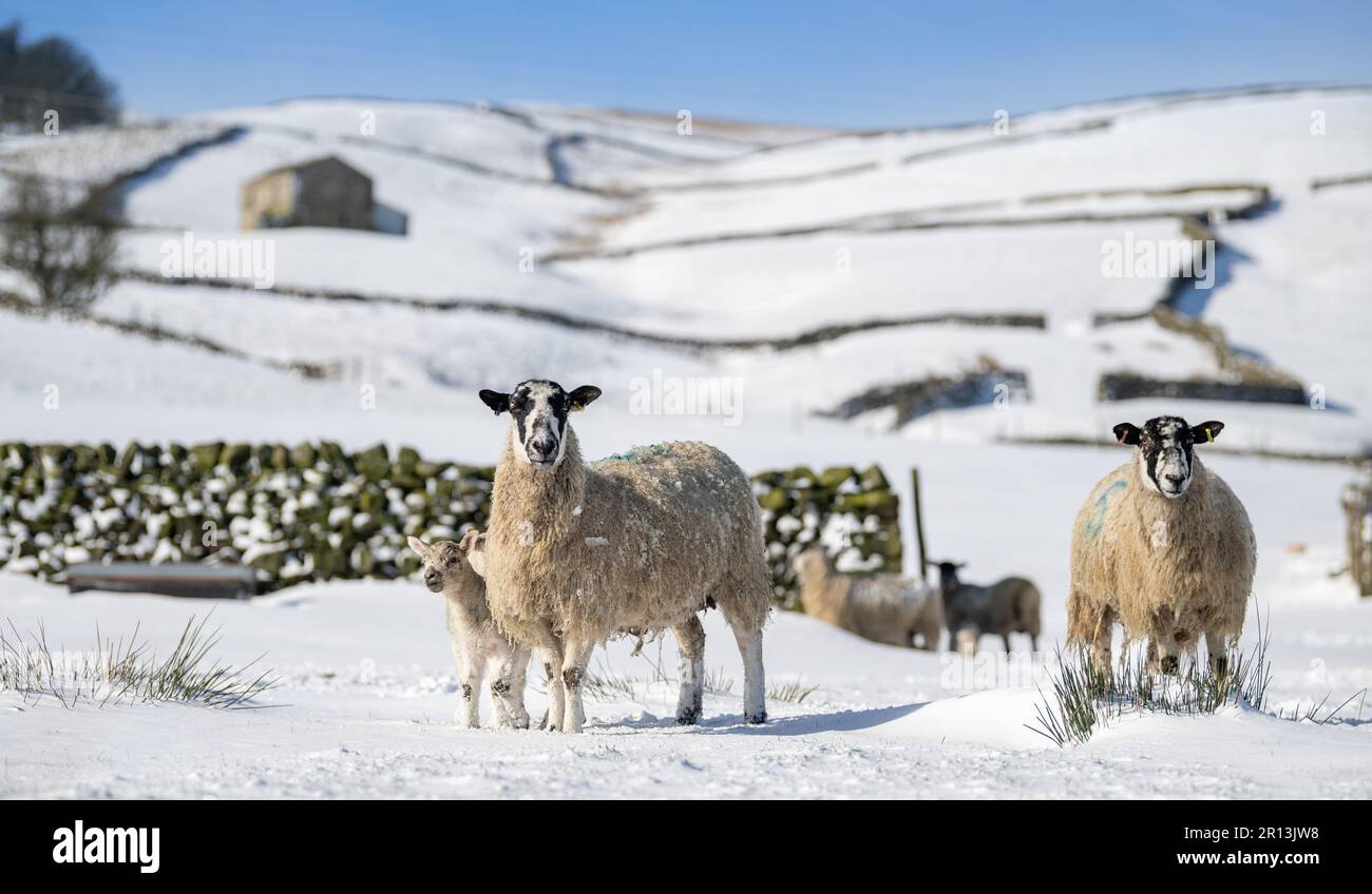 Maultiere aus dem Norden Englands mit Lämmern trotzen den winterlichen Bedingungen auf einer Berglandfarm in der Nähe von Hawes in Wensleydale, direkt im Herzen der Yorkshire Da Stockfoto