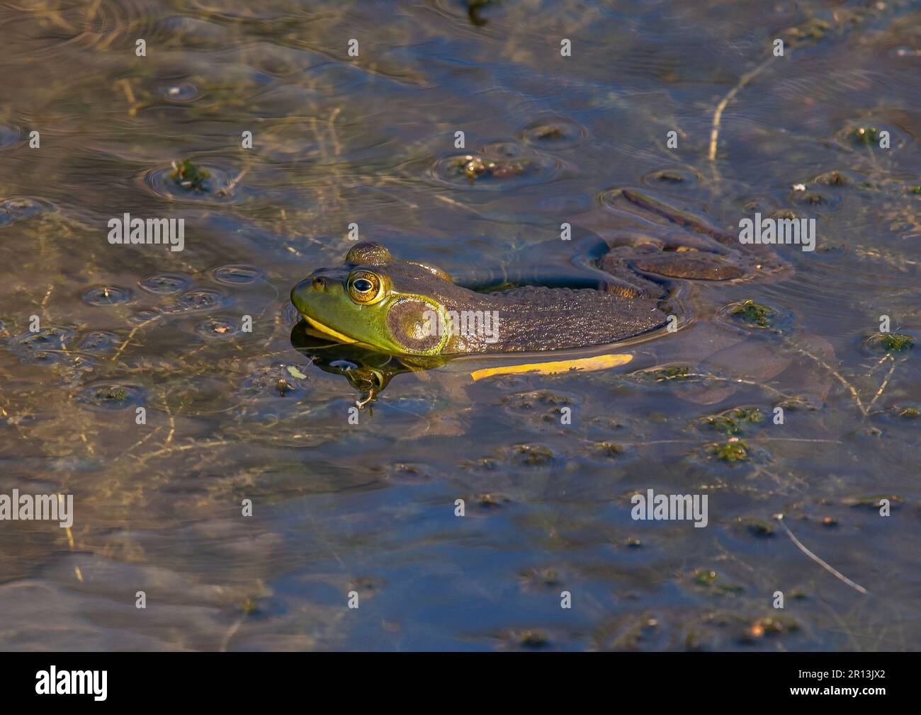 Ein großer und schöner amerikanischer Bullfrosch ruht auf der Oberfläche eines Feuchtgebiets in Wisconsin. Stockfoto