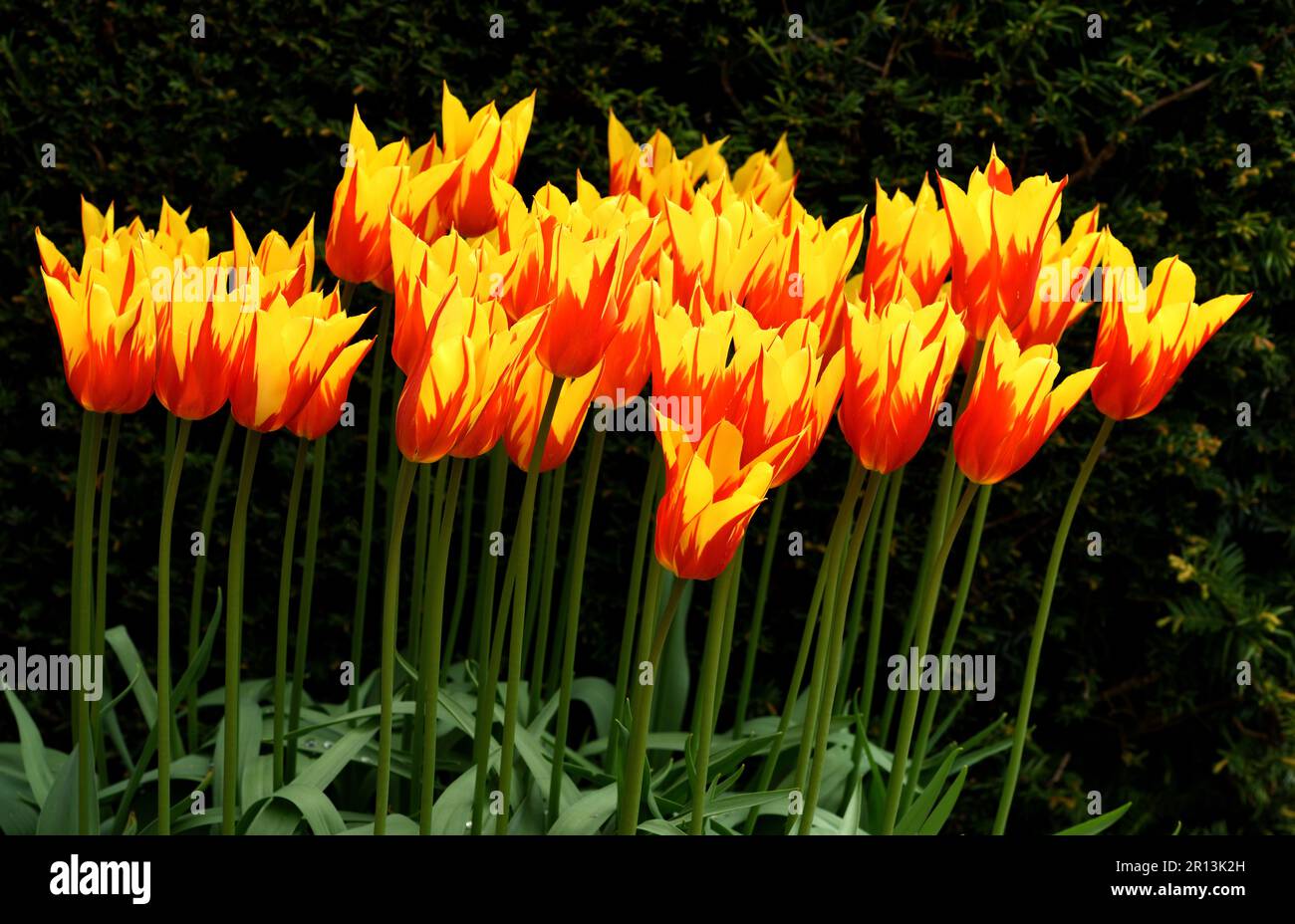 Tulpenfeuer-Flügel. Stockfoto