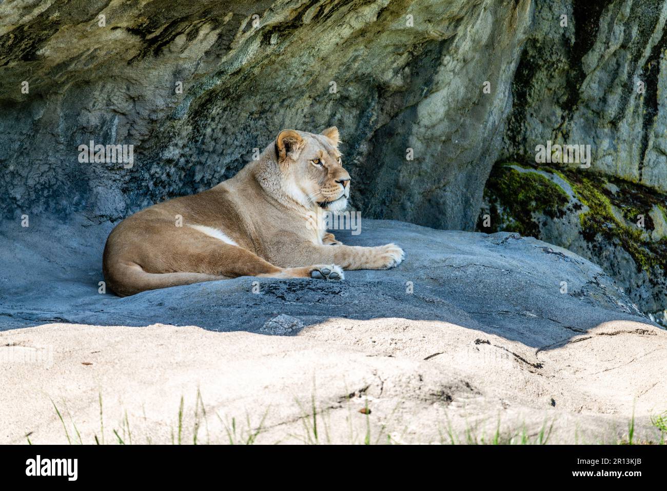 Ein Löwe ruht im Woodland Park Zoo in Seattle, Washiongton. Stockfoto