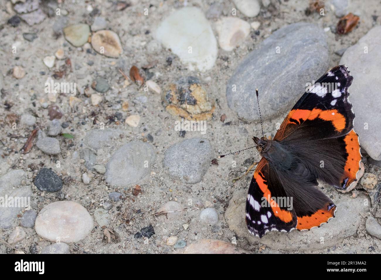 Schmetterling vanessa atalanta Stockfoto