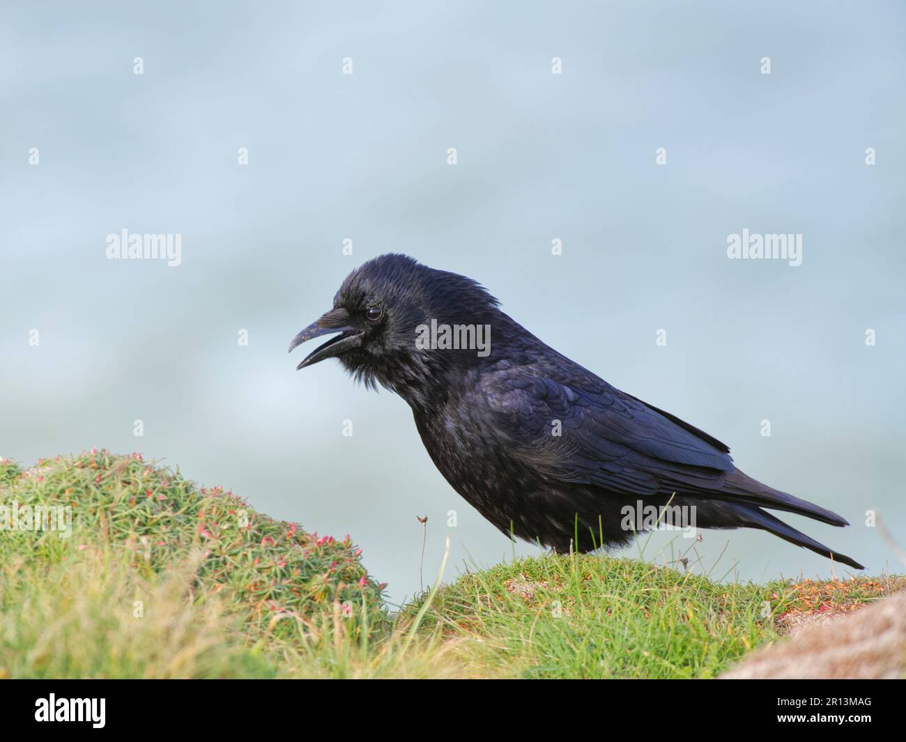 Aaskrähe (Corvus corone) ruft an, wie sie auf dem Klippenrand Grasland steht, Cornwall, Großbritannien, April Stockfoto