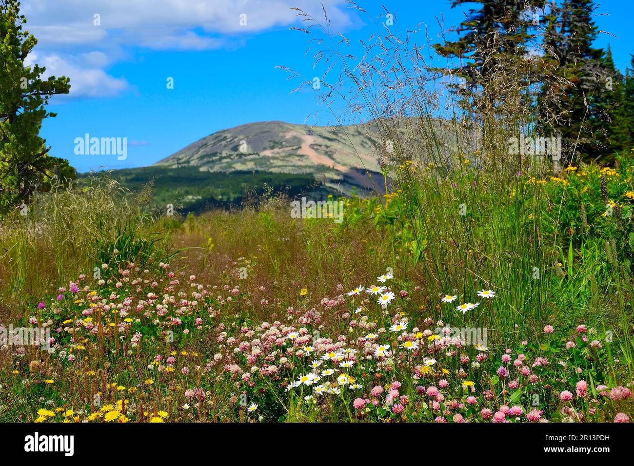 Malerische, blühende Berglichter mit rosafarbenem Klee, weißen Gänseblümchen und verschiedenen Wildblumen und Kräutern auf verschwommenem Berghintergrund. Sonniger Sommer Stockfoto