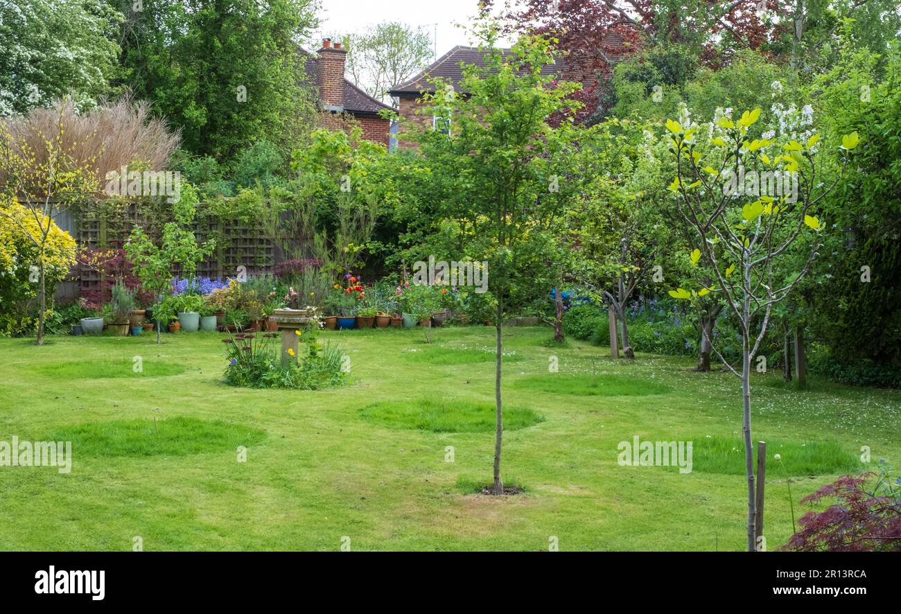 Kein Mähen Mai: Graskreise in einem Vorstadtgarten in Pinner, Nord-London, Großbritannien, ungeschnitten. Langes Gras zieht Wildtiere an und ist gut für die Artenvielfalt Stockfoto