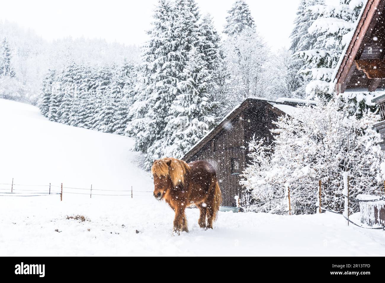 Pony auf einer Weide in den Alpen im Winter mit Schneefall Stockfoto